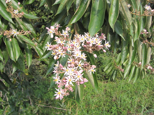 Trichospermum grewiifolium
