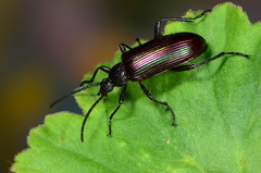 Praeugenini