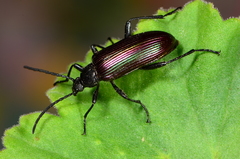 Praeugenini