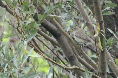 Eastern Olivaceous Warbler, Gravelines, France, photo 6 of 10