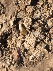 Nicoletiidae
