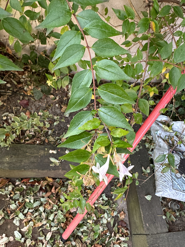 Ein weiteres Foto von Glossy abelia