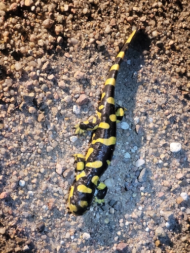Western Tiger Salamander