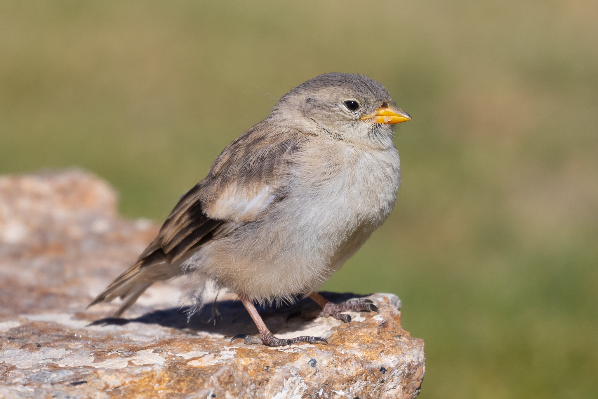 Black-winged Snowfinch (Montifringilla adamsi), photo 9