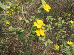 Turnera aromatica