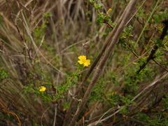 Turnera diffusa