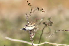 Saxicola maurus hemprichii