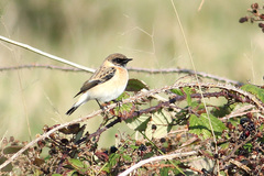 Saxicola maurus hemprichii