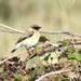 Caspian Stonechat - Photo (c) admss, some rights reserved (CC BY-NC), uploaded by admss