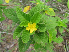 Turnera odorata