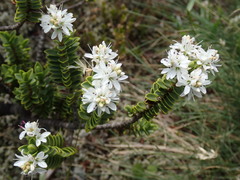 Veronica treadwellii