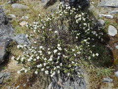 Veronica treadwellii