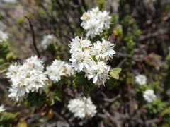 Veronica treadwellii