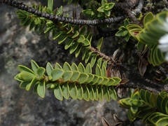 Veronica treadwellii