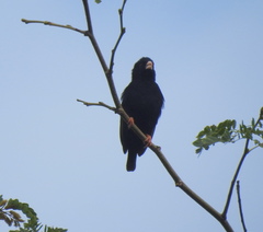 Vidua funerea funerea