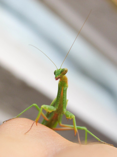 Dot-Winged Mantis
