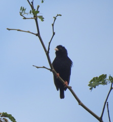 Vidua funerea funerea