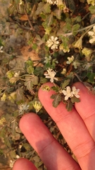 Xanthosia
