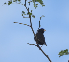 Vidua funerea funerea