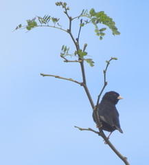 Vidua funerea funerea