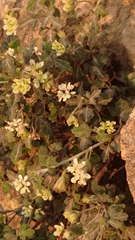 Xanthosia
