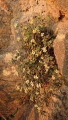 Xanthosia