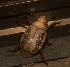 Anoplognathus concolor