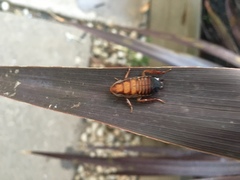 Drymaplaneta semivitta