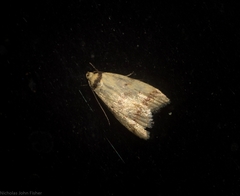 Heteroteucha anthodora