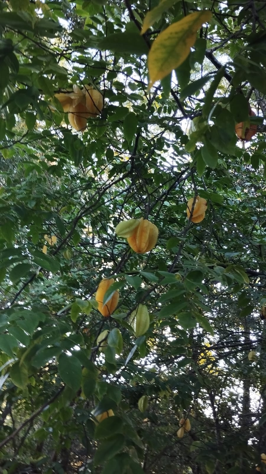 Averrhoa carambola