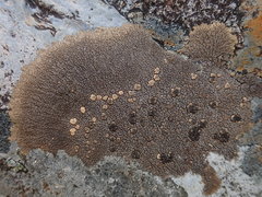 Placopsis perrugosa