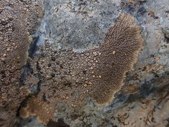 Placopsis perrugosa