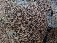 Placopsis perrugosa