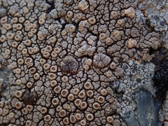 Placopsis perrugosa