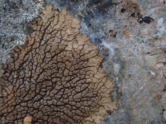 Placopsis perrugosa