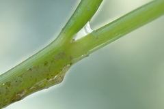 Cymodoceaceae