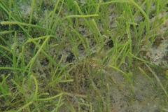 Cymodoceaceae