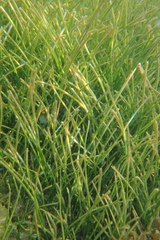 Cymodoceaceae