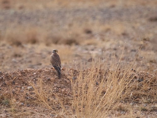 Eurasian Kestrel