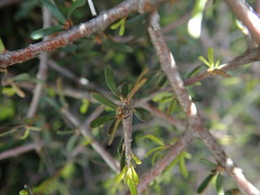 Pittosporum anomalum