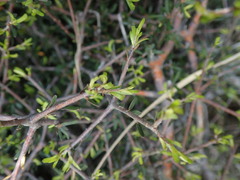 Pittosporum anomalum
