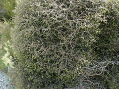 Pittosporum anomalum