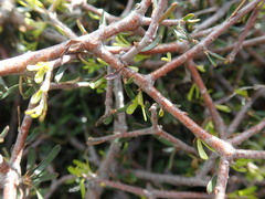 Pittosporum anomalum