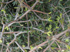 Pittosporum anomalum