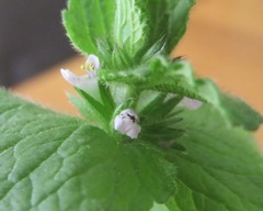 Lamioideae