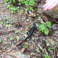 Cynops ensicauda popei