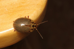 Paropsisterna intacta