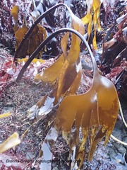 Laminaria setchellii