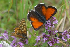 Lycaena candens