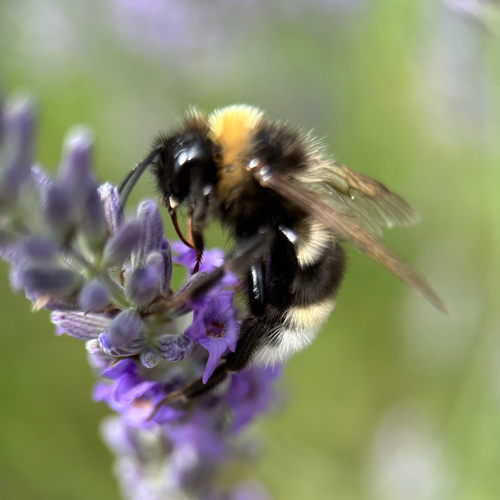 Keusche Kuckuckshummel